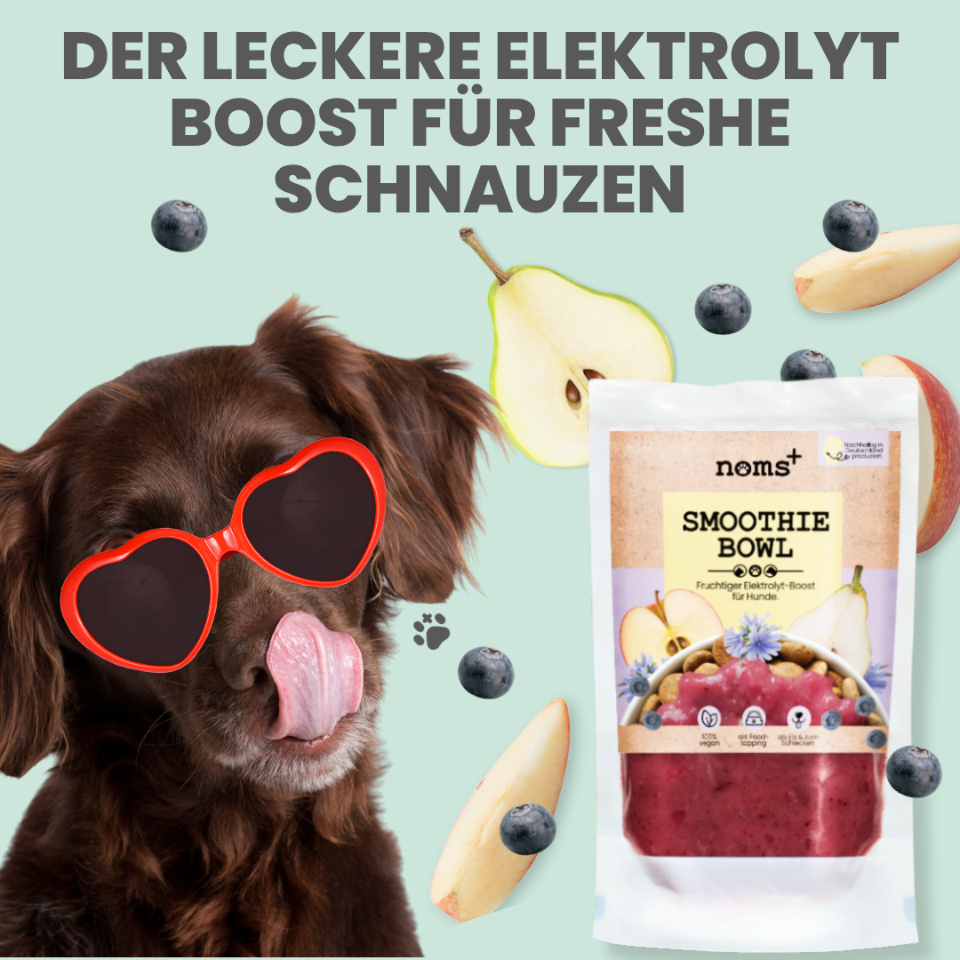 Hunde Smoothie-Bowl: Der fruchtig frische Elektrolyt-Booster