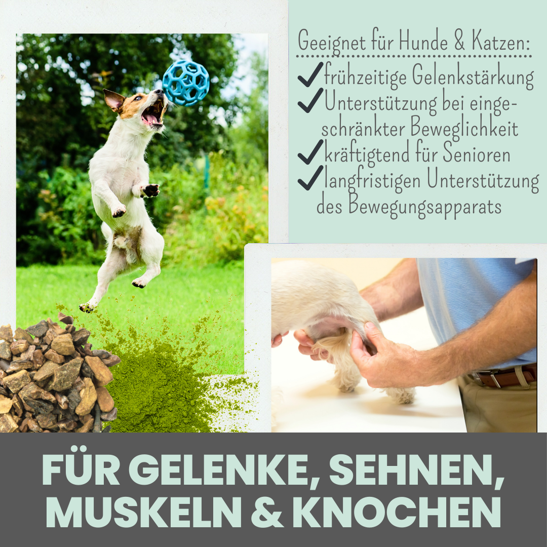 Gelenkmix Sensitiv & vegan für Hunde und Katzen mit Teufelskralle, Kurkuma & Glucosamin