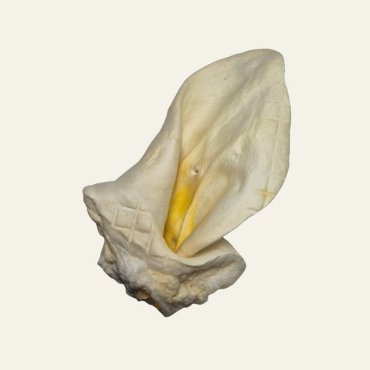 Gepufftes Rinderohr – fettarm, weich und geruchsarm