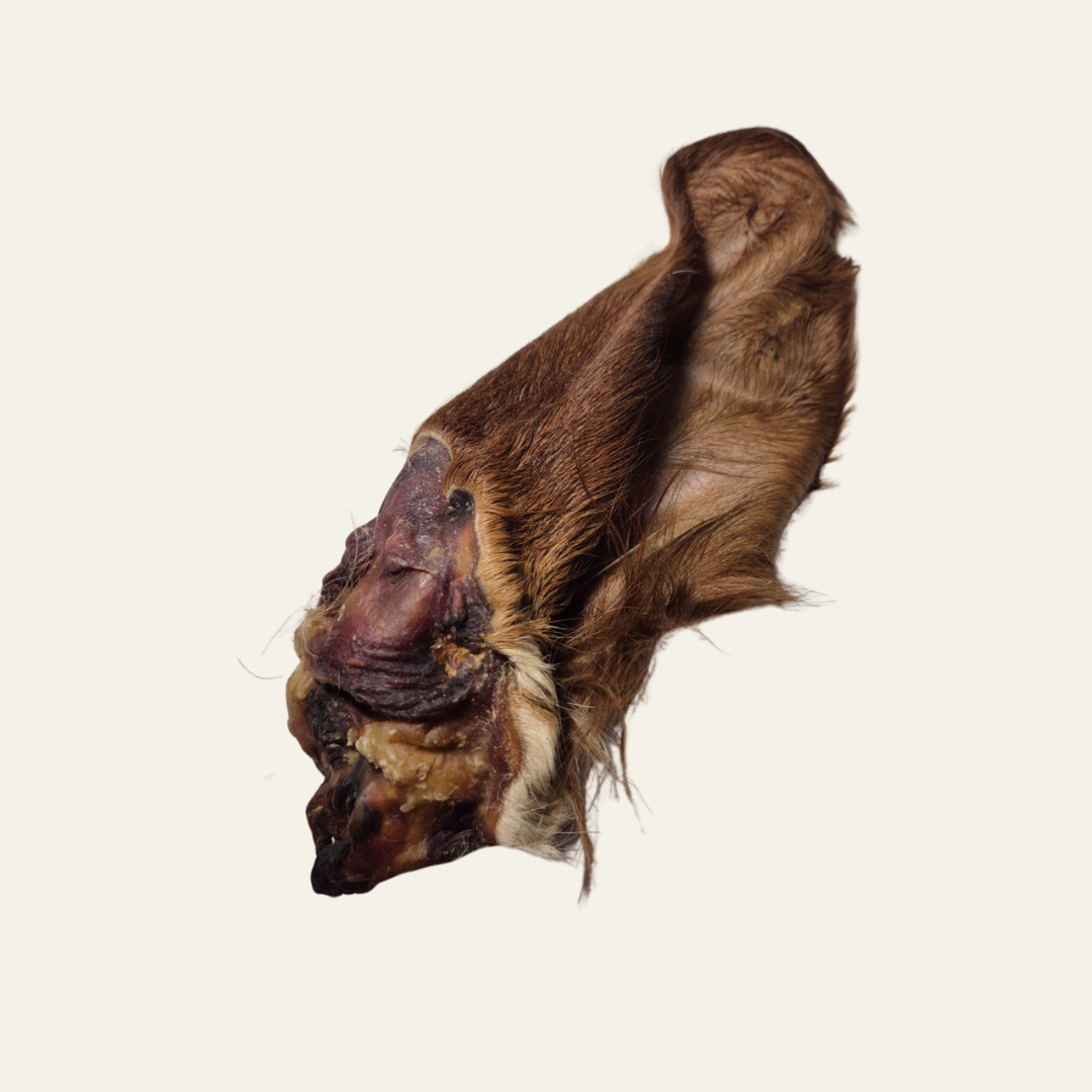 Kalbsohr mit Fell – naturnaher Kausnack mit wertvollen Nährstoffen