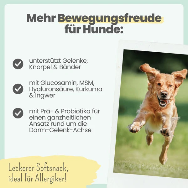 Noms+ Gelenk-Komplex für Hunde – Natürliche Unterstützung für die Gelenke