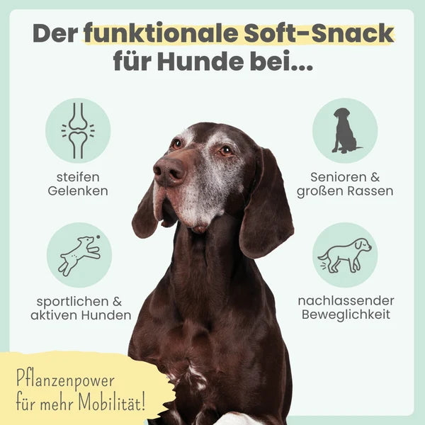 Noms+ Gelenk-Komplex für Hunde – Natürliche Unterstützung für die Gelenke