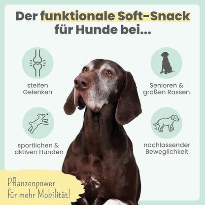 Noms+ Gelenk-Komplex für Hunde – Natürliche Unterstützung für die Gelenke