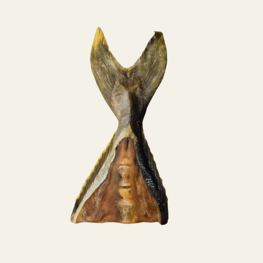 Fischschwänze vom Kingfisch – natürlicher Kausnack
