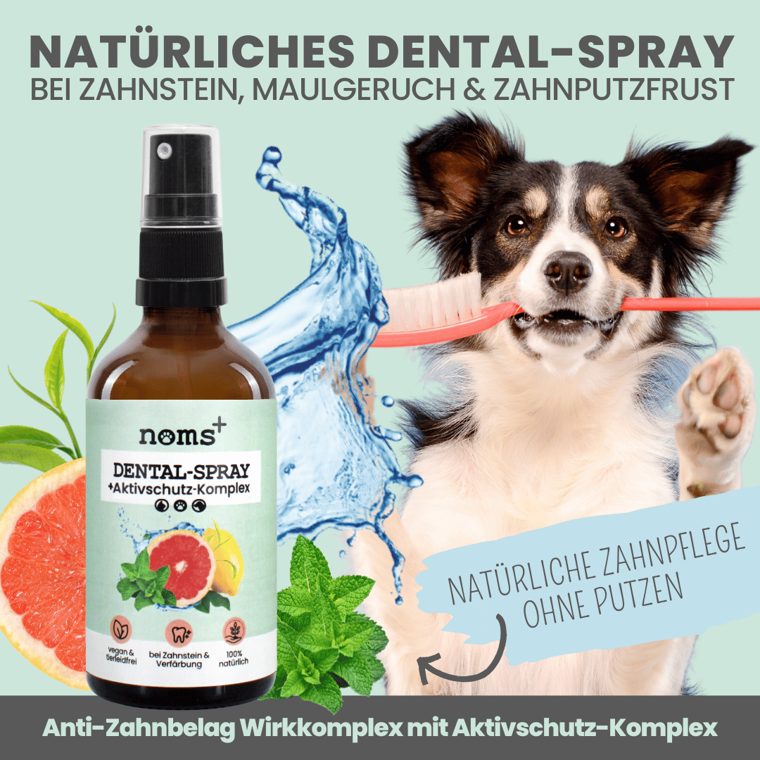 100ml Dentalspray bei Zahnstein für Hunde und Katzen [Jahresvorrat]