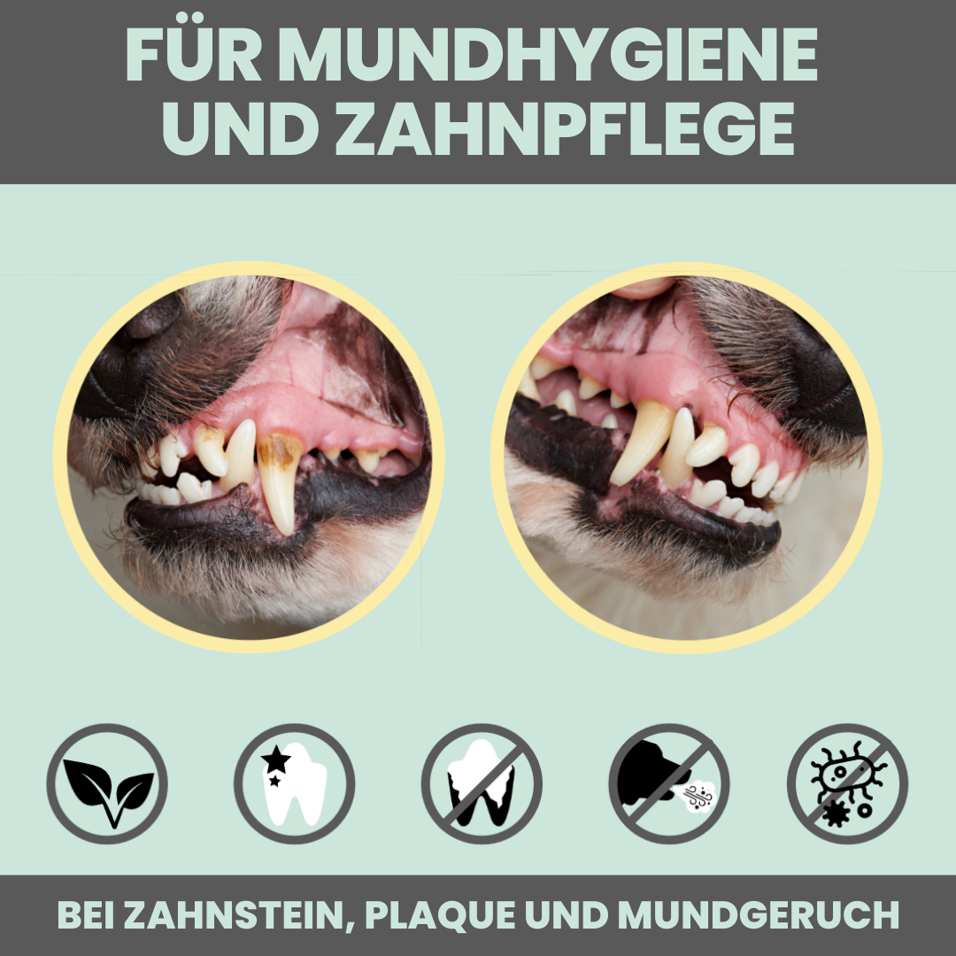 100ml Dentalspray bei Zahnstein für Hunde und Katzen [Jahresvorrat]