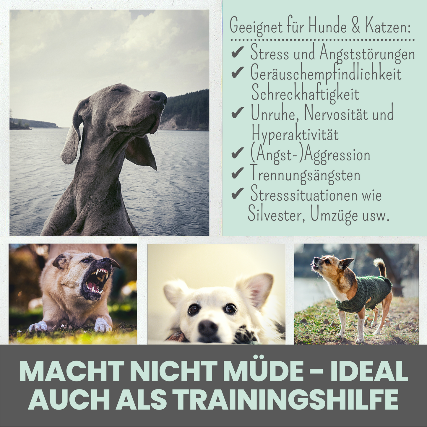 Wohlfühltabs für Hunde bei Stress, Angst, Unruhe und Hyperaktivität