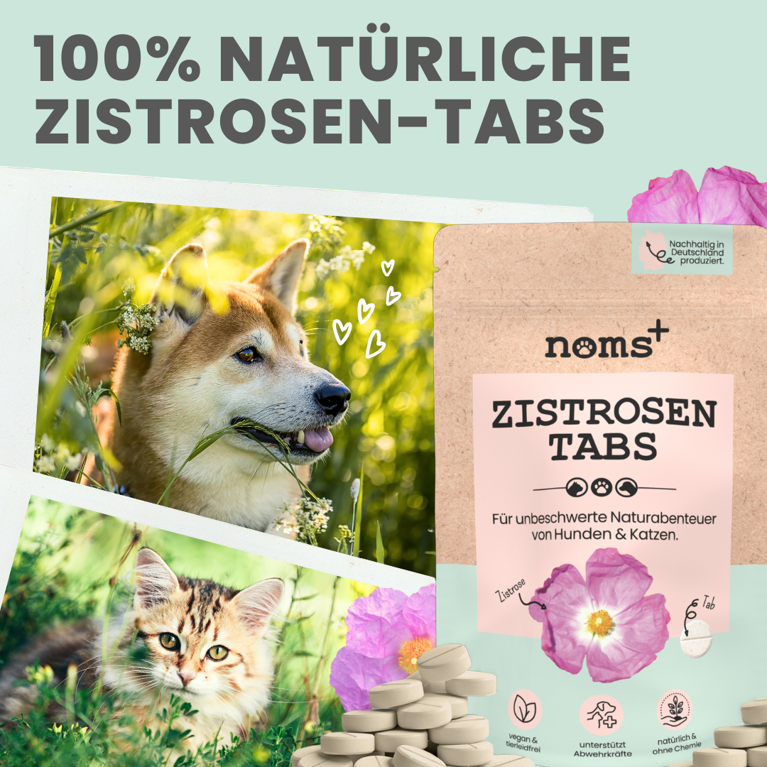 Zistrosen Tabs - 100% natürliches Zistrosen-Leckerli für Wald- & Wiesenspaziergänge