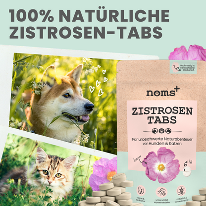 Zistrosen Tabs - 100% natürliches Zistrosen-Leckerli für Wald- & Wiesenspaziergänge