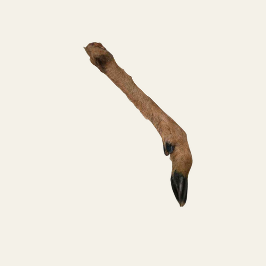 Reh-Unterbein mit Fell  – extra harter Naturkauartikel für langes Kauvergnügen